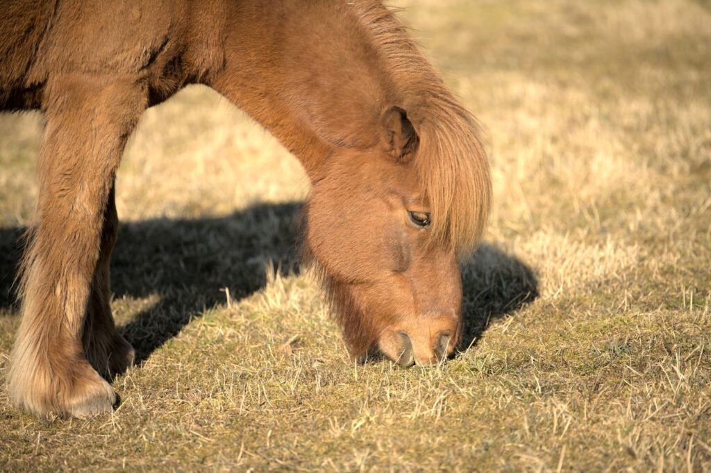 Close-up of a shaggy chestnut pony grazing short dry grass in low sunlight – a coat that will not shed is a well-known sign of Cushing's disease in horses