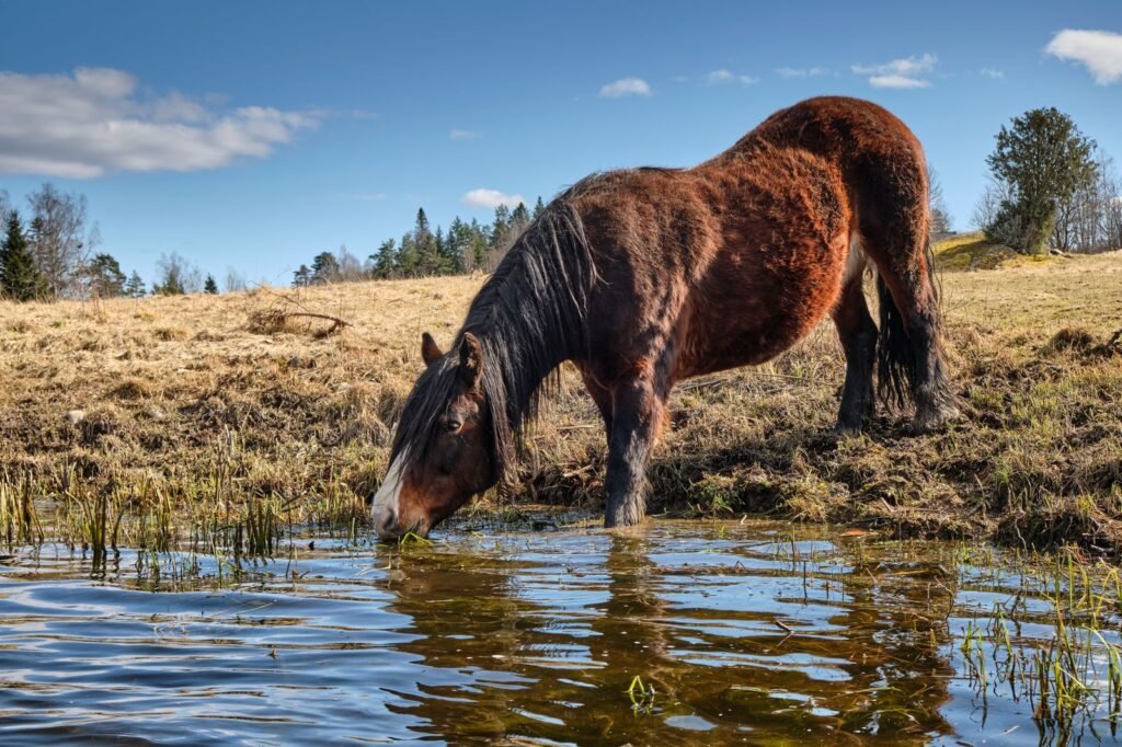 Shaggy brown horse drinking from a pond on a dry grassy bank – clean, fresh water helps prevent dehydration in horses