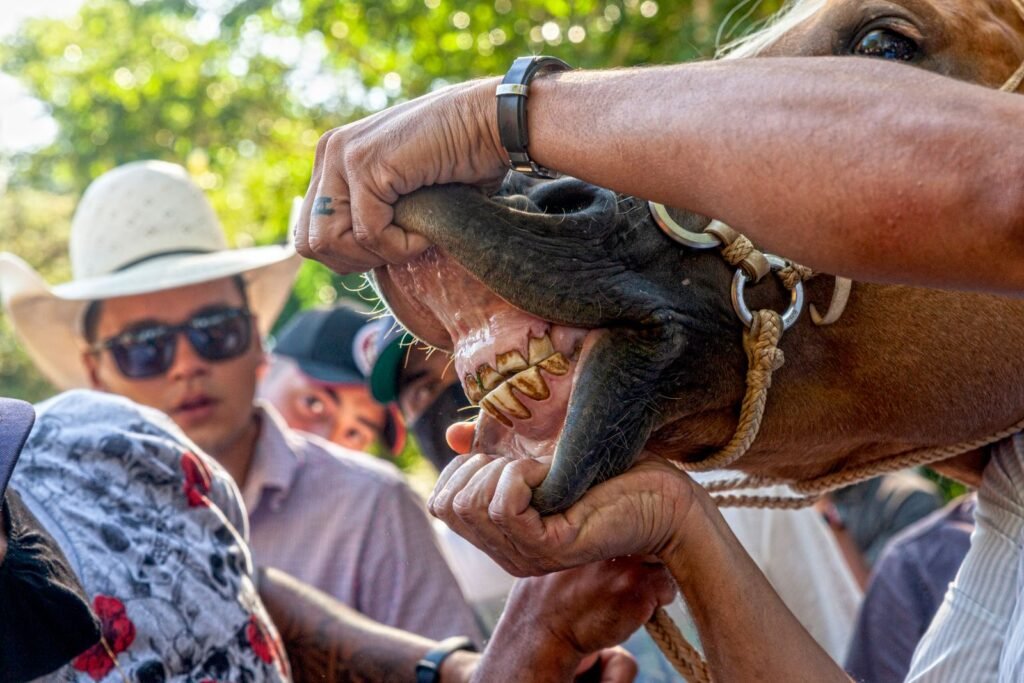 A person's hands hold open a horse's mouth to show its teeth while onlookers watch – dental problems in horses are found by a hands-on mouth check