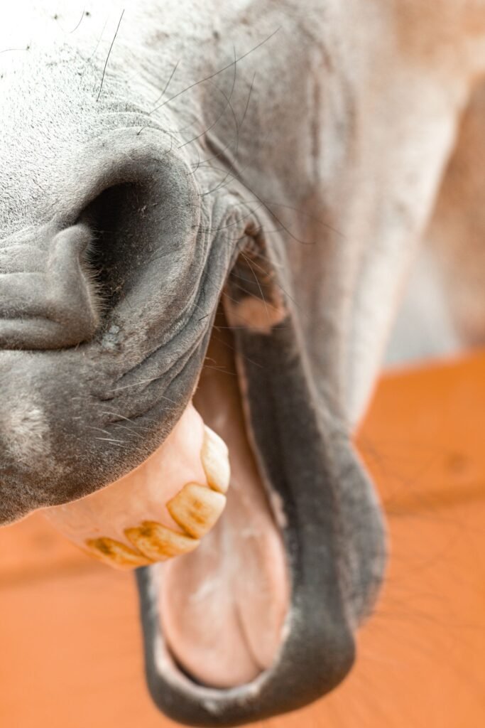 Close-up of a grey horse's open mouth showing its teeth against an orange background – dental problems in horses can be hard to spot without a proper look