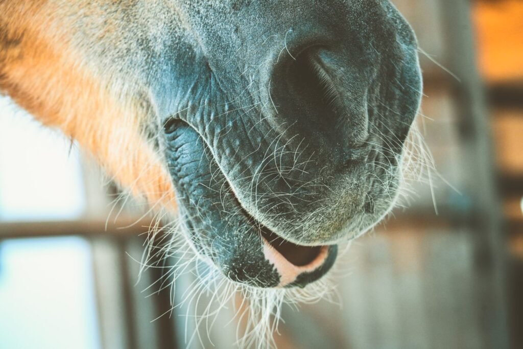 Close-up of a chestnut horse's muzzle in a bright stable – equine asthma can show as coughing, nasal discharge or tiring easily