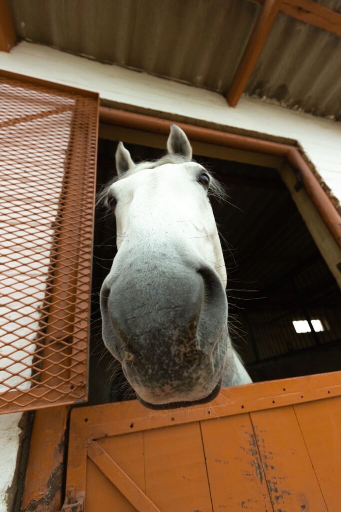 White horse looking out of a stable window – good ventilation is an important part of managing equine asthma