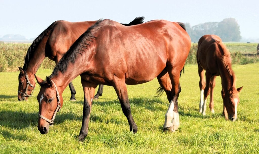 Bay horses and a foal grazing on bright green grass – equine grass sickness occurs almost only in horses with access to grass