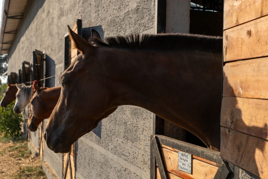 A bay horse looks over a wooden stable door with other horses' heads along the row, a setting where equine herpesvirus can spread by close contact
