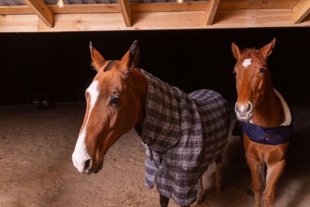 Two chestnut horses, one wearing a tartan stable rug, stand in an indoor stable, where equine influenza can spread quickly between horses