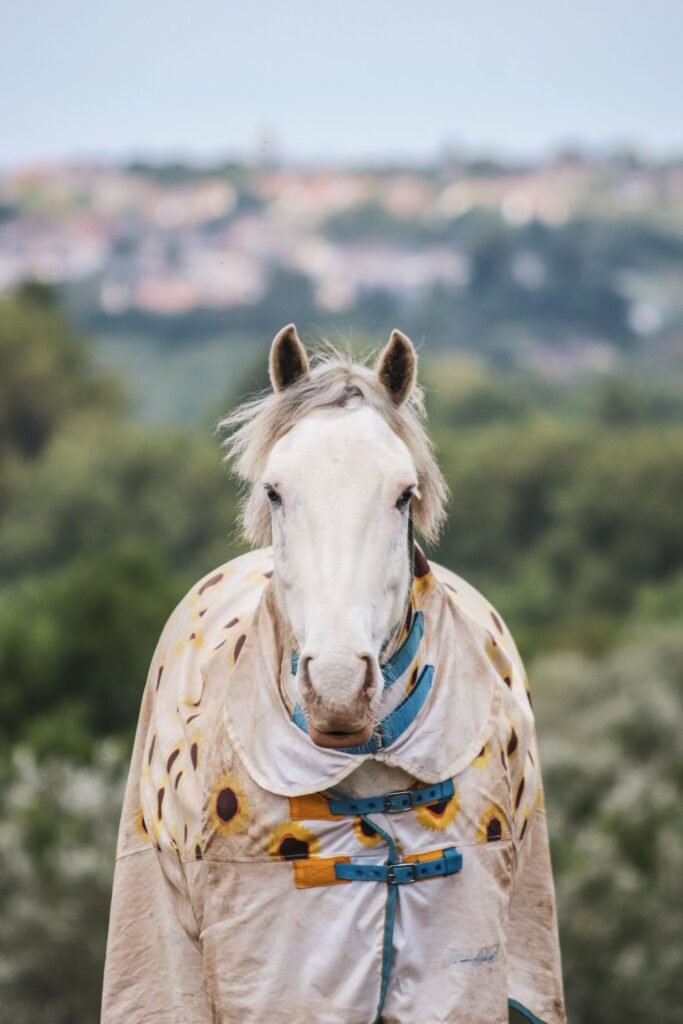 A pale horse in a cream turnout rug faces the camera with green hills behind, a reminder that vaccination is the main protection against equine influenza