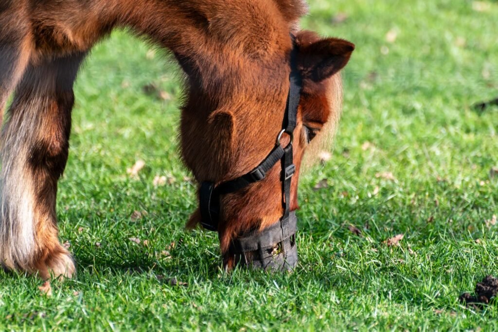Close-up of a chestnut pony wearing a grazing muzzle and halter while grazing short green grass – equine metabolic syndrome management often involves controlling grazing