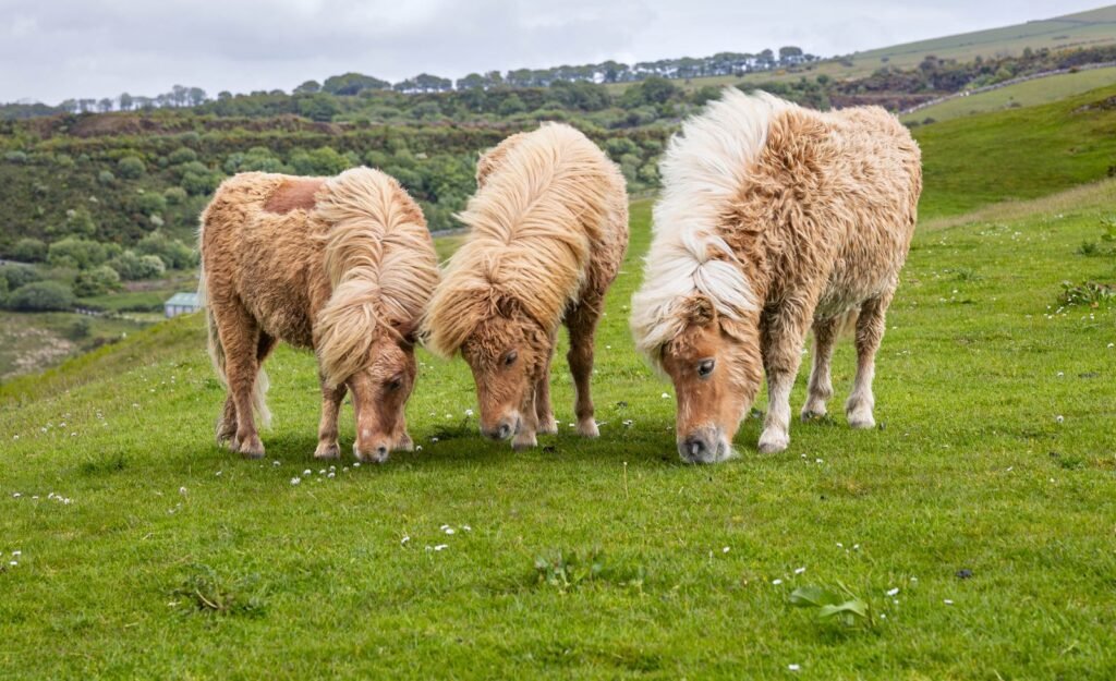 Three fluffy pale-coated Shetland ponies grazing on a green hillside pasture dotted with daisies – native pony breeds are thought to be particularly prone to equine metabolic syndrome