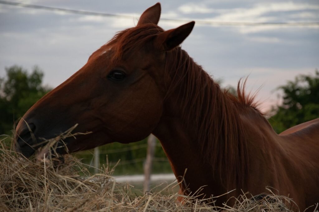 Close-up of a chestnut horse with its head lowered into hay against an evening sky – steady access to forage matters for gastric ulcers in horses