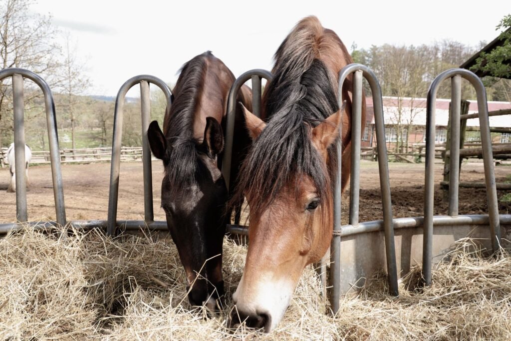 Two horses, one dark bay and one chestnut, eating hay from a metal hay feeder in a paddock – regular forage is part of preventing gastric ulcers in horses