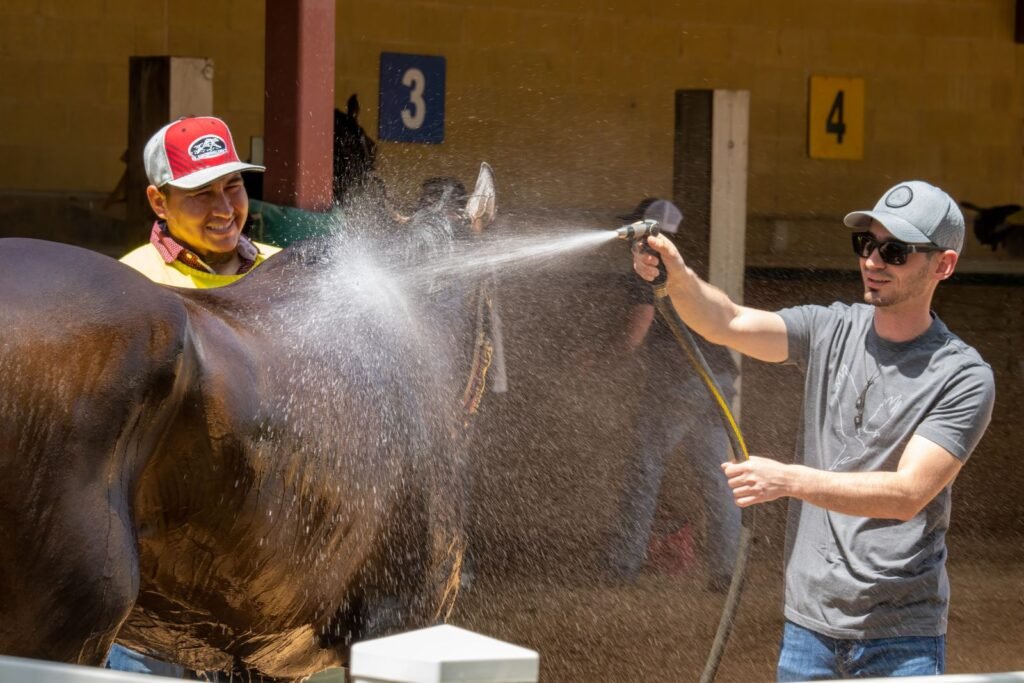 Two men hose down a chestnut horse in a covered stable yard – cold water over the whole body is the first aid for heat stress in horses