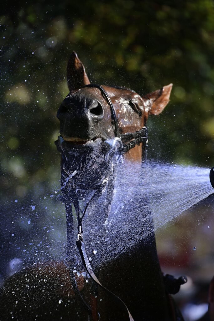 Bridled dark horse's head with water spraying from a hose in sunlight – cooling is a key part of managing heat stress in horses