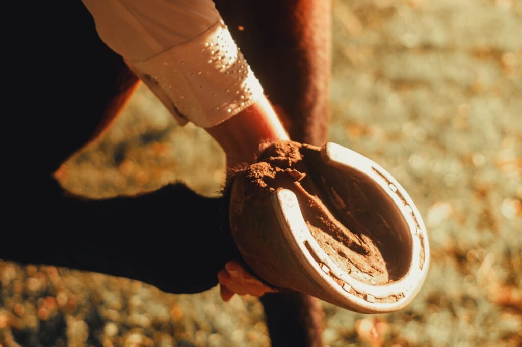 Hand holding up a shod horse's hoof to clean it – a hoof abscess in horses often starts with sudden lameness