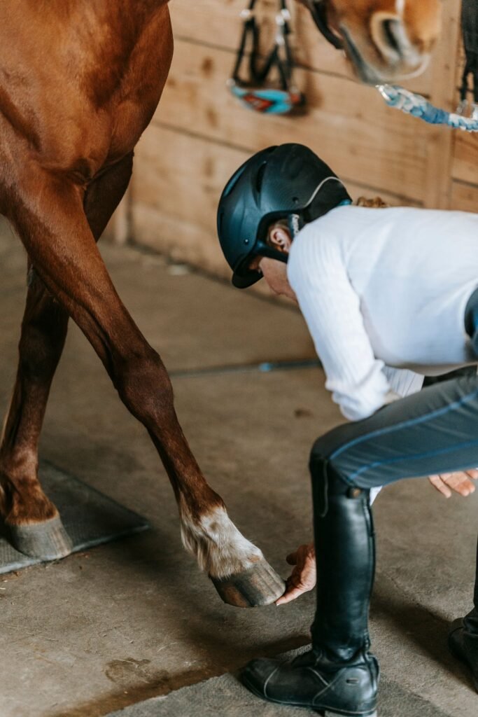 Woman in a riding helmet checking a brown horse's hoof in a stable – a hoof abscess in horses can make the hoof feel warm