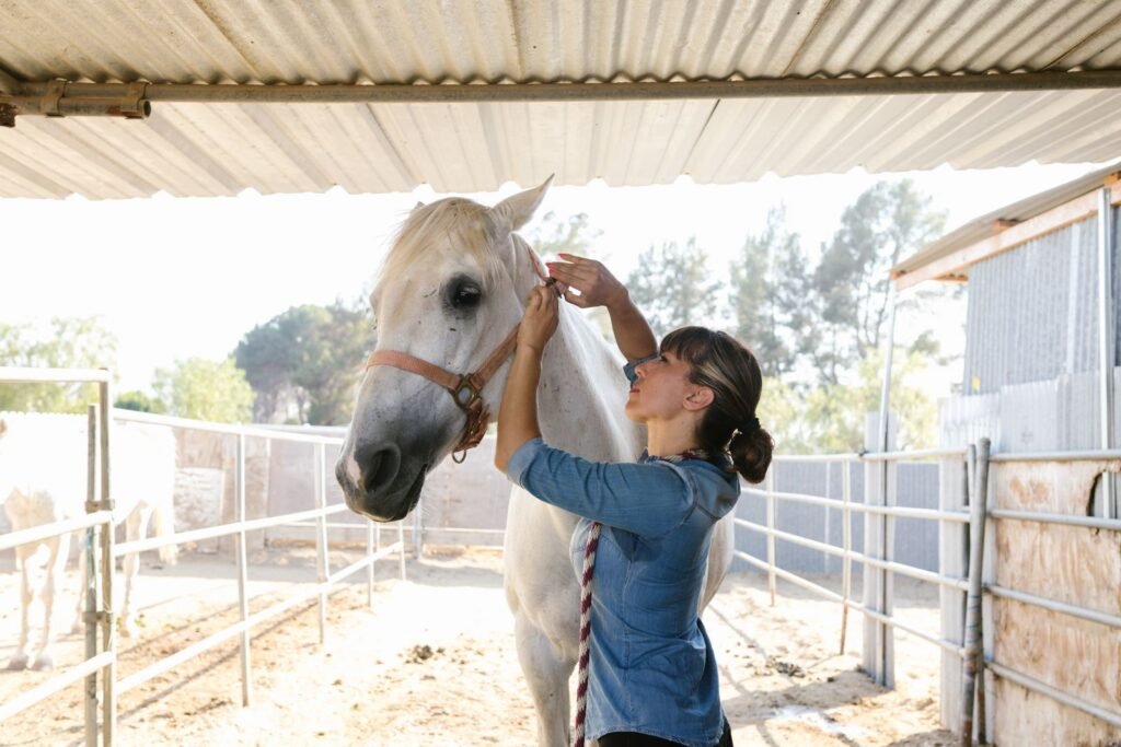Woman adjusting a white horse's headcollar in a farm yard – horse vaccinations are worth planning with your vet