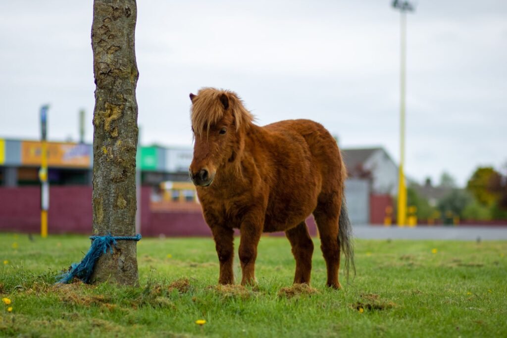 Stocky chestnut Shetland-type pony with a thick mane standing on a grassy verge beside a tree – is my horse overweight? Feeling for fat is more reliable than looking