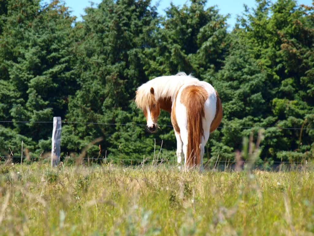 Chestnut-and-white pony grazing in a long-grass meadow beside a fence post and dark conifer trees – most leisure horses get plenty of calories from grass alone, so many owners ask is my horse overweight