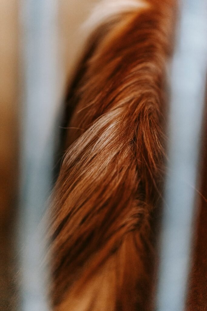 Close-up of a chestnut horse's mane seen through stable bars – lice in horses are often found at the mane, forelock and tail