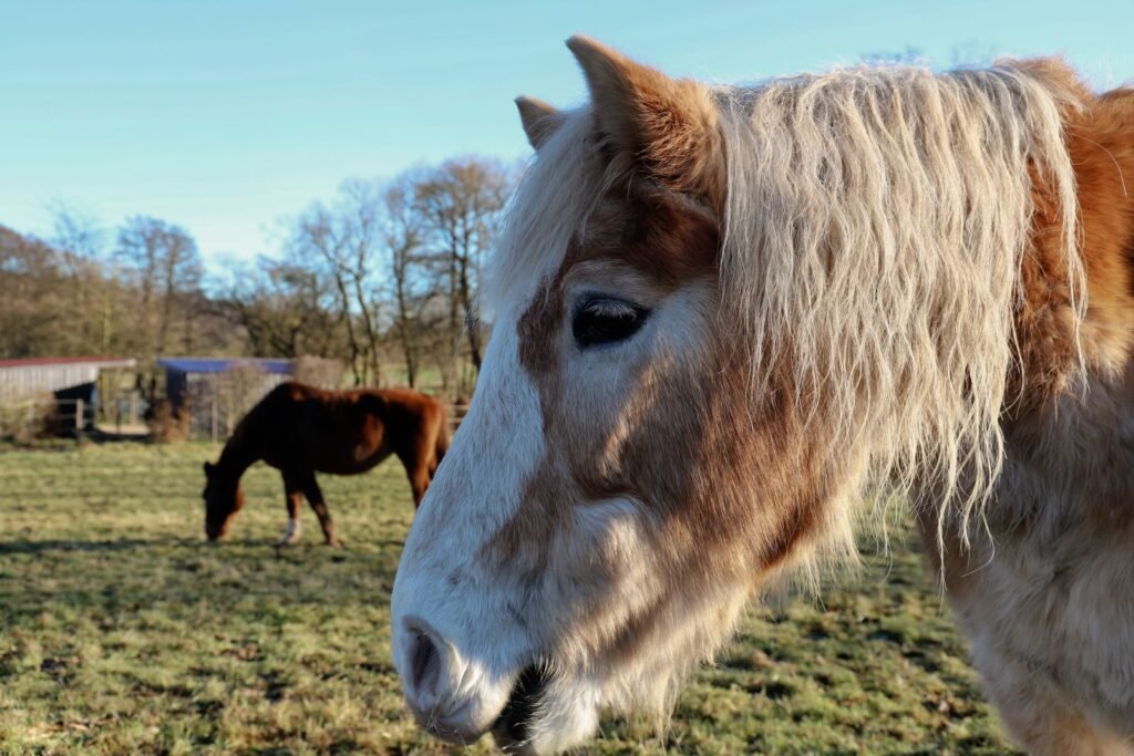 Close-up of a pale-maned horse in a paddock with another horse grazing behind – owners often notice mites in horses when a horse starts stamping or rubbing its legs