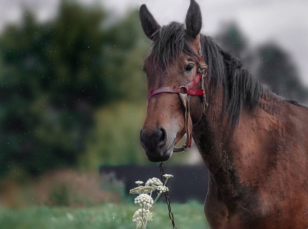 Brown horse in a halter standing in a green field – rain scald in horses is linked to a coat that stays wet