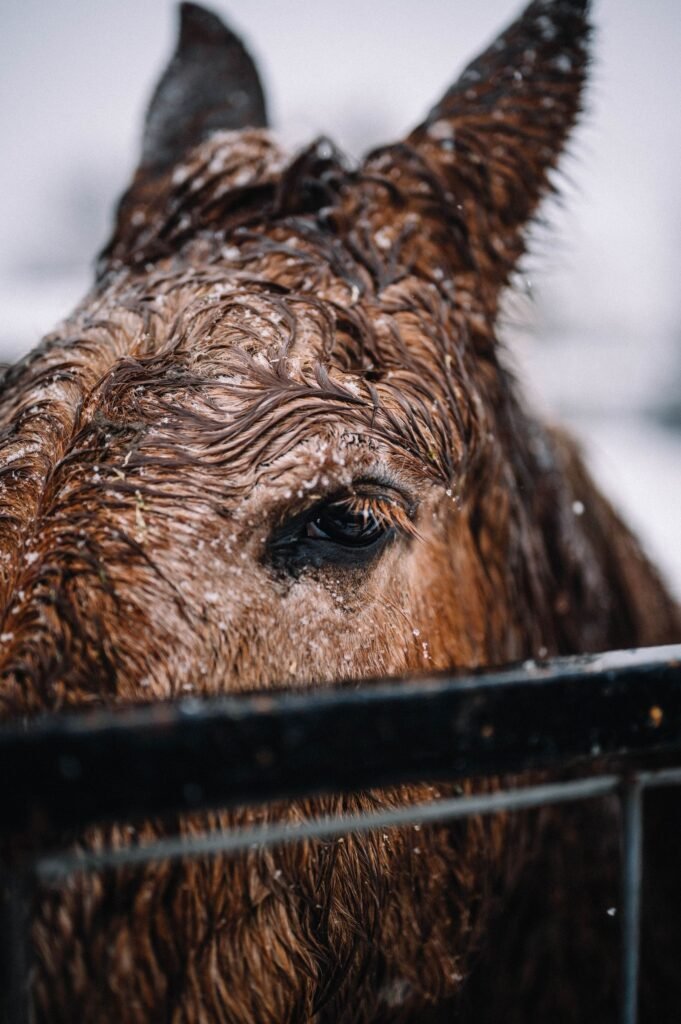 Close-up of a wet chestnut horse's face and ears – rain scald in horses is not caused by rain alone but by trapped moisture