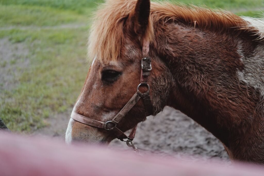 Chestnut pony in a leather halter, head in profile against grass – sarcoids in horses and ponies are skin tumours that a vet should examine