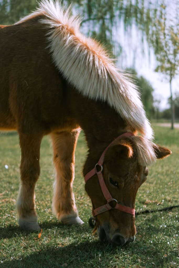 Chestnut pony with a long pale mane and pink halter grazing on grass – sarcoids in horses can appear on the head, chest, groin or almost anywhere on the skin