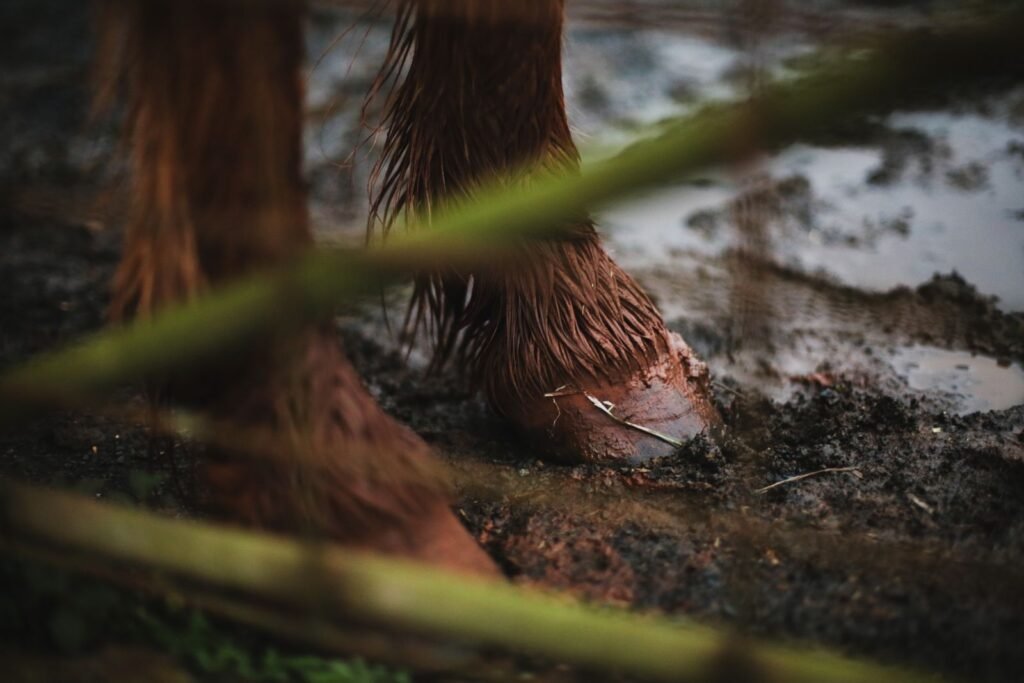 Chestnut horse's lower legs and hooves standing in wet mud – thrush in horses' hooves is linked to damp, dirty conditions