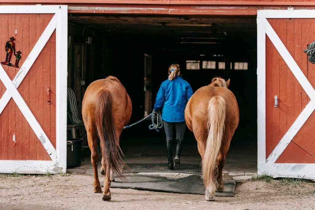 Woman in a blue jacket leading two chestnut horses into a red barn – tying-up in horses usually happens during or shortly after exercise