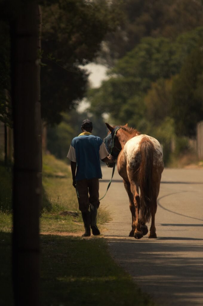 Man leading a brown-and-white horse along a quiet rural road – a careful routine of work and rest helps manage tying-up in horses