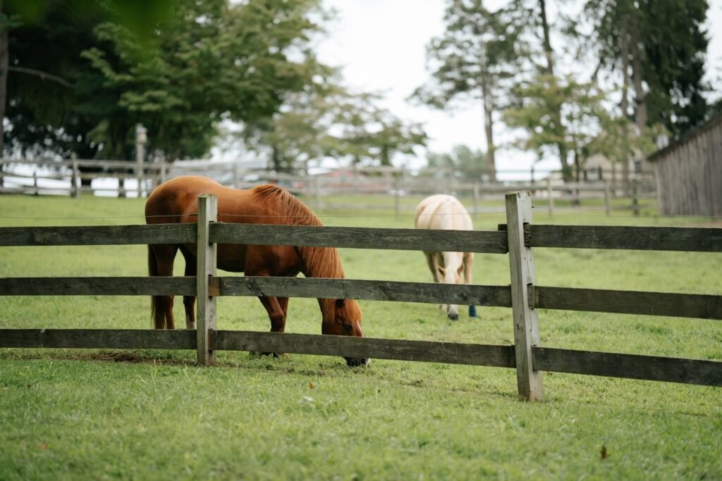 Chestnut horse standing behind a wooden fence in a green paddock – speak to your vet as soon as your horse has diarrhoea