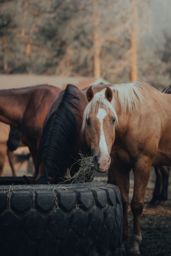 Horses eating hay at a tractor-tyre hay feeder in a paddock – a sudden feed change is one reason a horse has diarrhoea