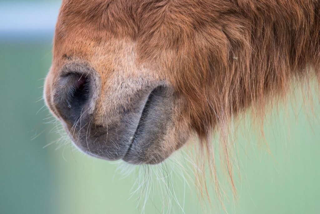 Close-up of a chestnut horse's muzzle and nostrils – nasal discharge in horses can have many different causes