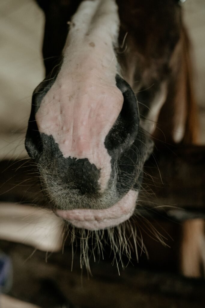 Close-up of a black-and-white horse's muzzle in a stable – noting which side the nasal discharge in horses comes from helps your vet