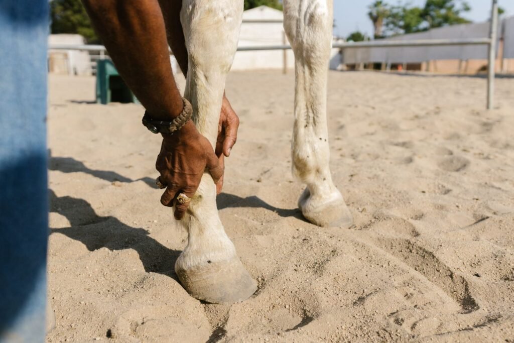 A man's hands hold a pale horse's lower leg to check it, the first step after finding a horse's leg swollen