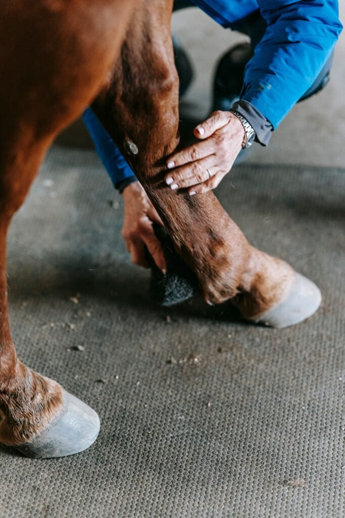 A person's hands hold a chestnut horse's lower leg and hoof on a stable mat to check for heat or tenderness after finding the horse's leg swollen