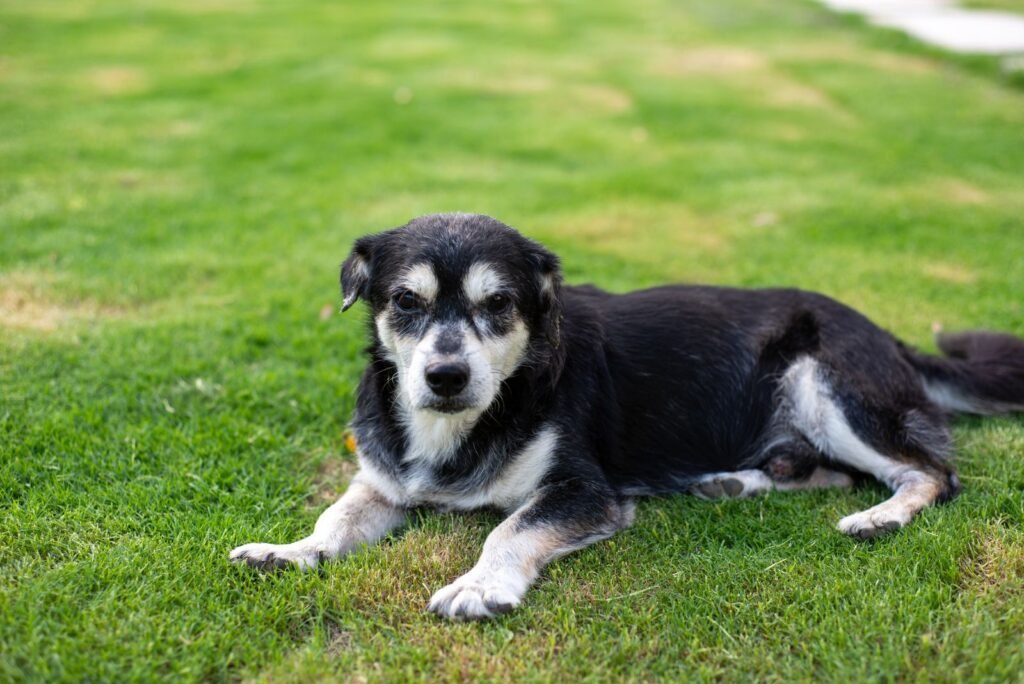 Elderly black and white dog resting on freshly cut grass - how to tell if a dog is in pain