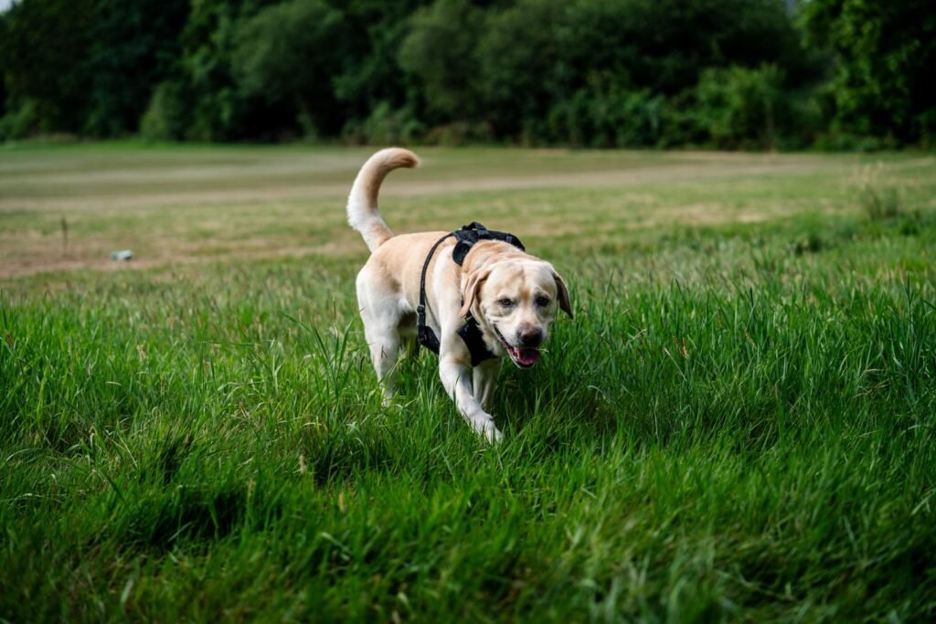 Golden Labrador in a harness exploring a green field, a reminder to watch your dog's toilet habits for urinary tract infection signs