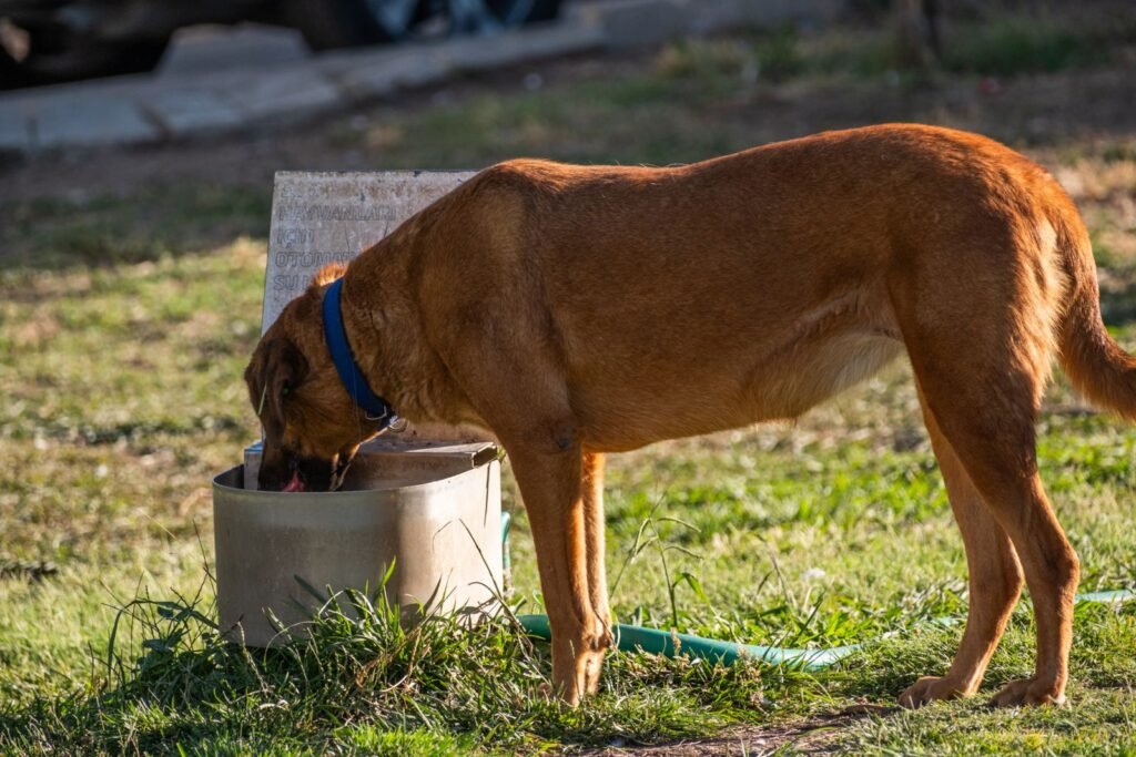 Brown dog with a blue collar drinking water from an outdoor container, as fresh water is part of lowering the risk of a urinary tract infection