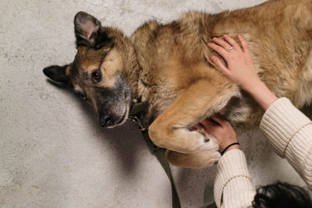Person gently petting a German Shepherd indoors, a good moment to feel for lumps