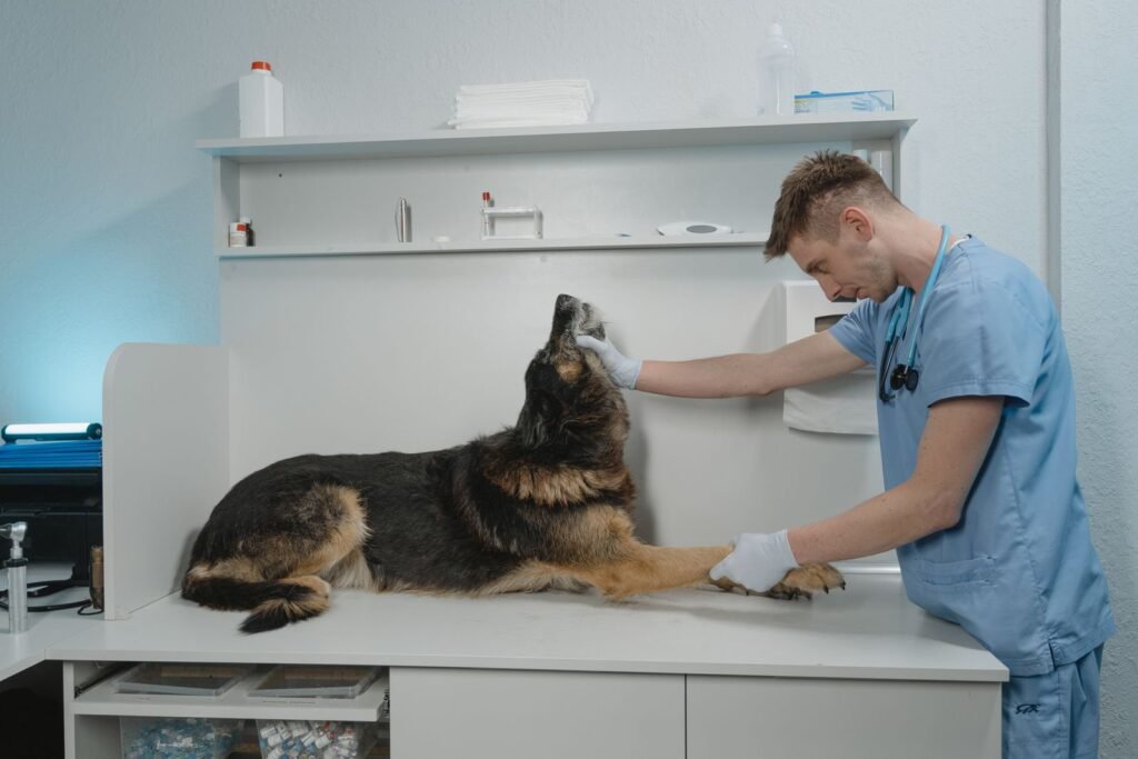 Vet calmly examining a German Shepherd in a clinic, the right step after finding a lump