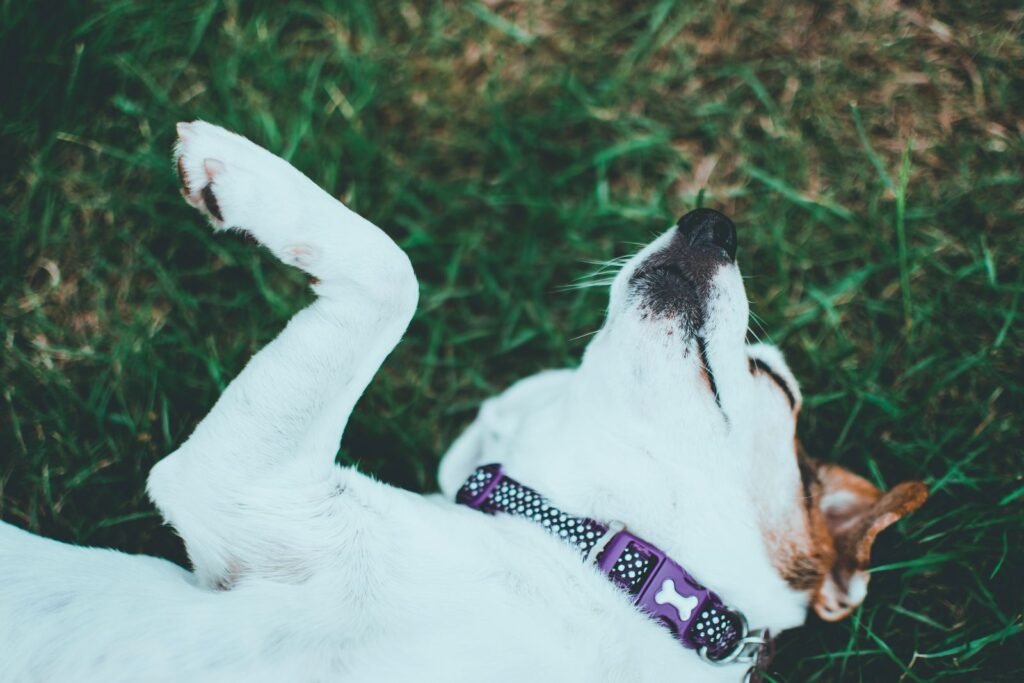 Small white terrier lying belly-up and relaxed on sunlit green grass, a calm moment when a swollen belly might be noticed