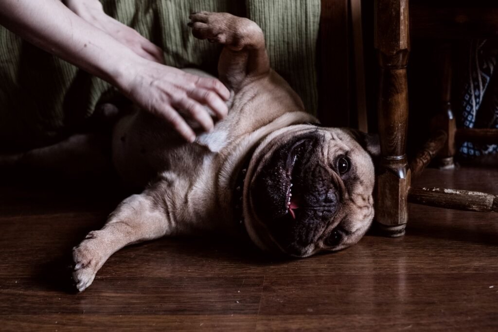 Dog lying on its back on a wooden floor receiving a gentle belly rub indoors, a calm moment when a swollen belly might be noticed