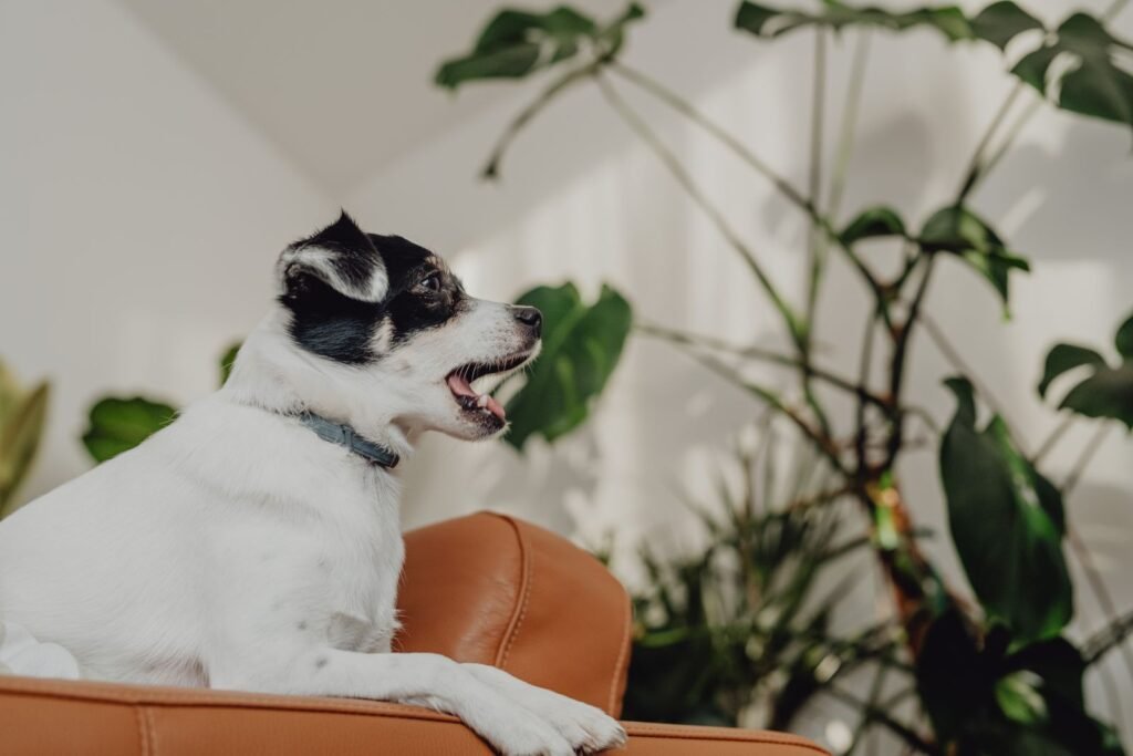 Small black and white dog yawning on an orange sofa indoors, a moment when bad breath may be noticed