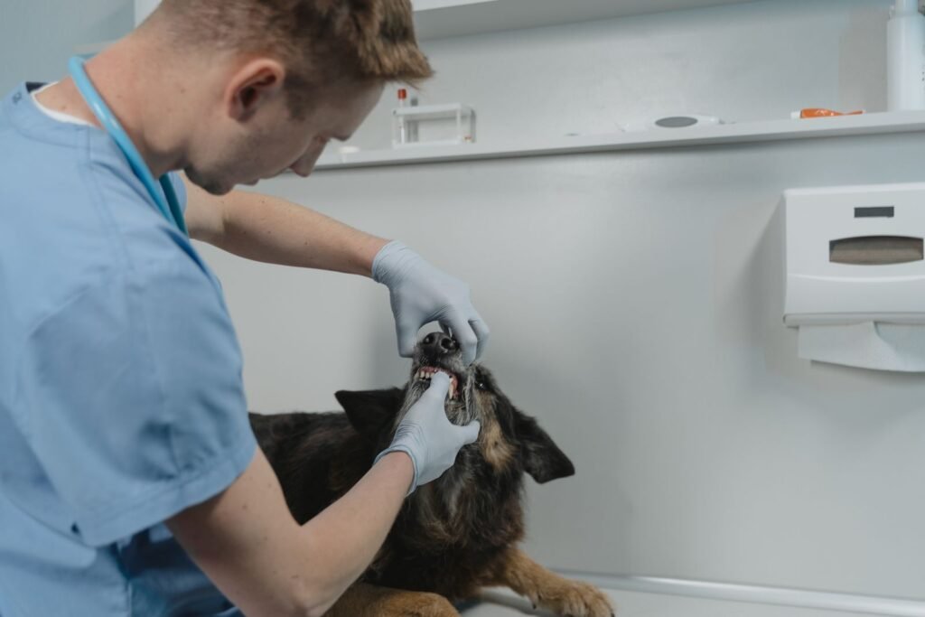 Vet gently examining a dog's teeth during a dental check-up to find the cause of bad breath