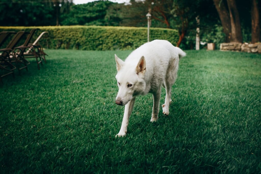 Calm white dog walking slowly on green grass in a park, where an owner may first notice their dog constipated and straining