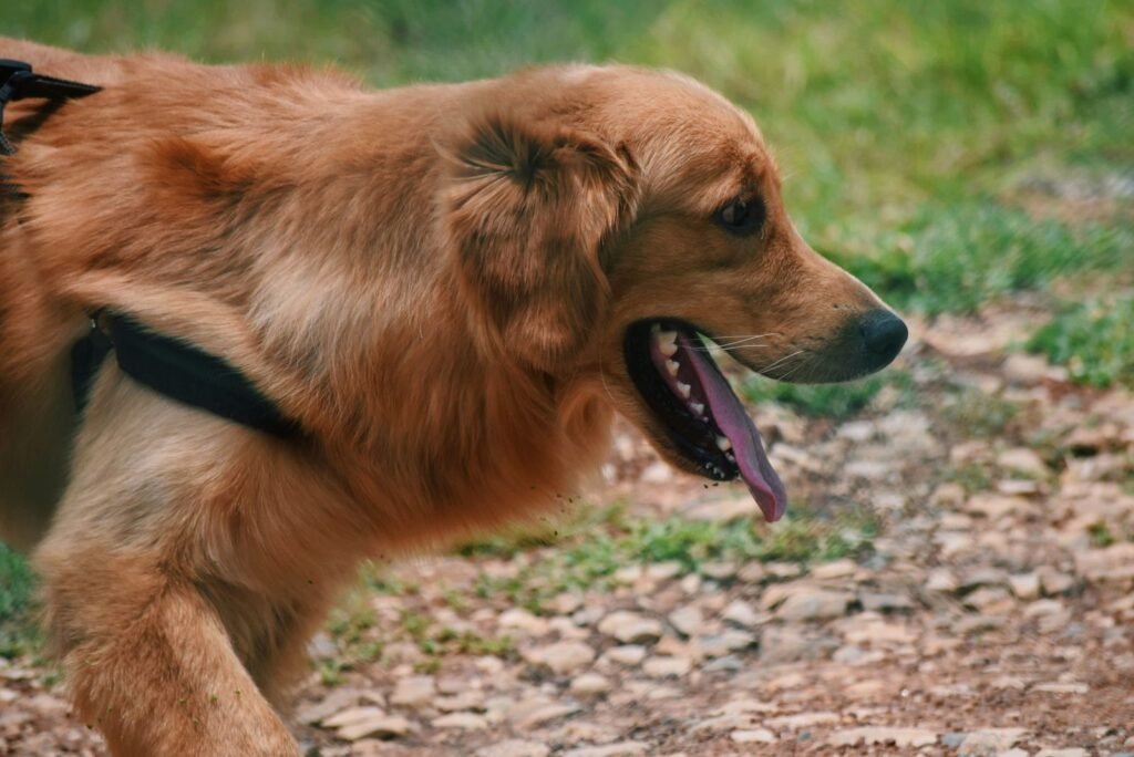 Golden retriever walking in a park on a sunny day; regular exercise is part of the advice if you often find your dog constipated