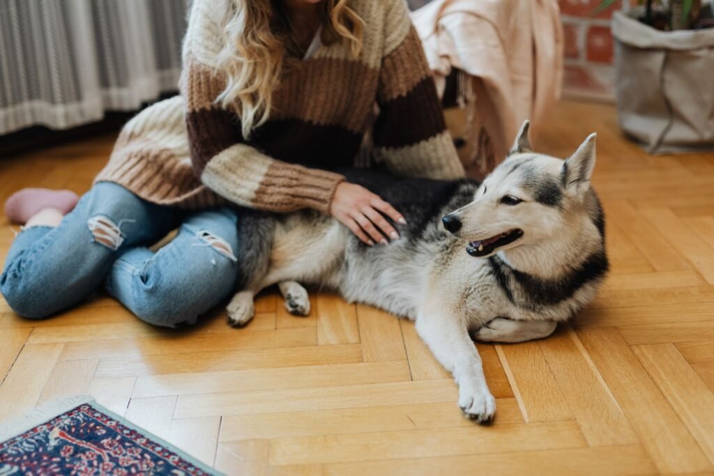Woman gently stroking a relaxed husky on a wooden floor at home - calm support for a dog having seizures
