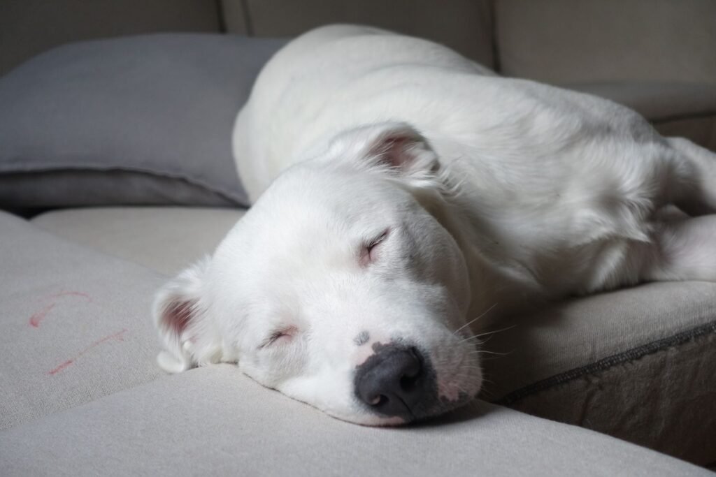 White dog lying asleep on a comfortable sofa indoors; sleeping more than usual is one thing owners notice in a lethargic dog