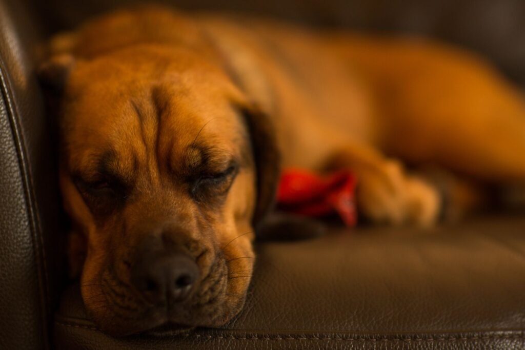 Tan dog resting peacefully on a brown leather sofa; a lethargic dog may rest more and lose interest in walks and play
